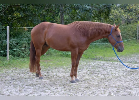 Appaloosa, Ruin, 6 Jaar, 155 cm, Donkere-vos