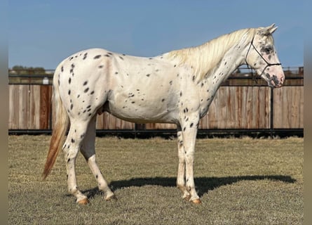 Appaloosa, Ruin, 6 Jaar