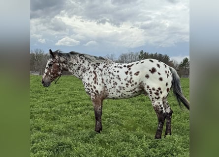 Appaloosa, Ruin, 8 Jaar, 150 cm, Appaloosa