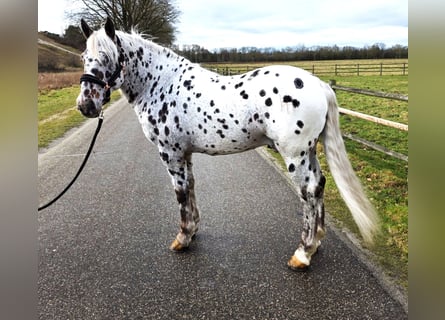 Appaloosa, Ruin, 8 Jaar, 155 cm, Appaloosa