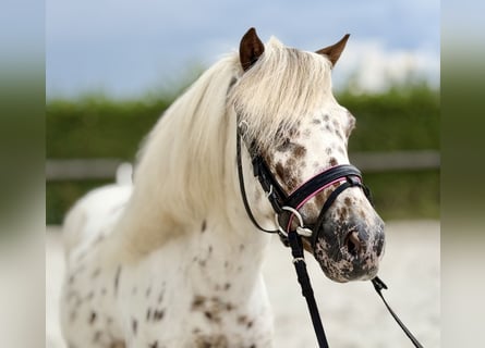 Appaloosa, Ruin, 8 Jaar, 98 cm, Appaloosa