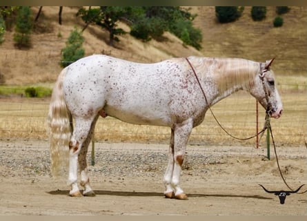 Appaloosa, Ruin, 9 Jaar, 150 cm, Roodvos