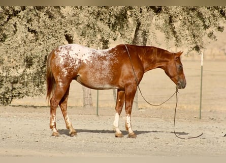 Appaloosa, Ruin, 9 Jaar, Roodvos