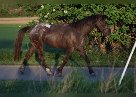 Appaloosa, Semental, 6 años, 155 cm