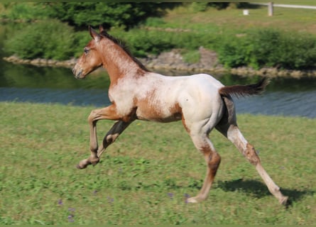 Appaloosa, Semental, Potro (05/2023), 155 cm, Castaño