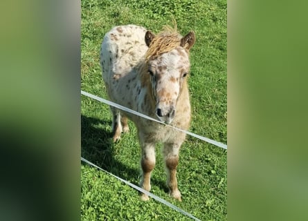 Appaloosa, Semental, Potro (05/2024), 86 cm, Atigrado/Moteado