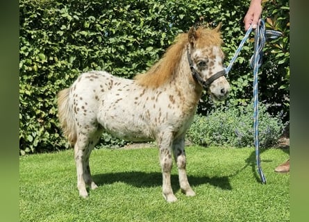 Appaloosa, Semental, Potro (05/2024), 86 cm, Atigrado/Moteado