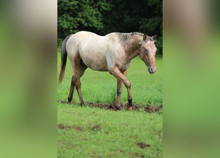 Appaloosa, Stallion, 2 years, 15.1 hh, Brown