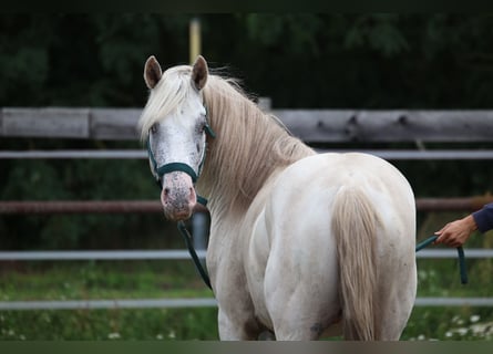Appaloosa, Stallion, 3 years
