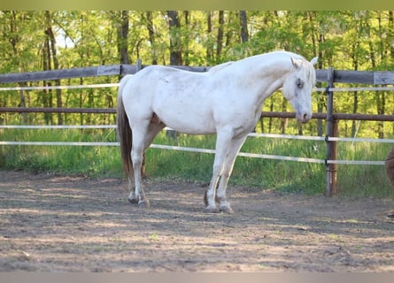 Appaloosa, Stallion, 4 years, 14.2 hh
