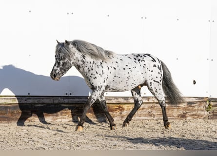 Appaloosa, Stallion, 5 years, 9,3 hh