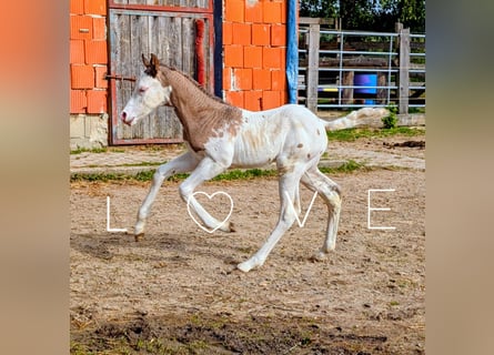 Appaloosa, Stallion, Foal (05/2026), 14.2 hh, Brown