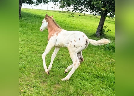 Appaloosa, Stallion, Foal (05/2026), 14.2 hh, Brown