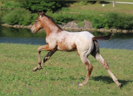 Appaloosa Horse Club