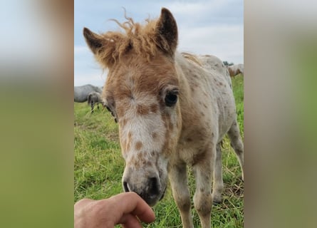 Appaloosa, Stallion, Foal (05/2024), 8.1 hh, Leopard-Piebald