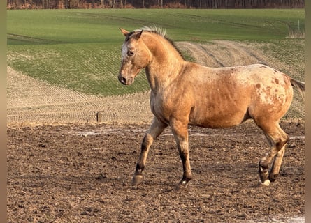 Appaloosa, Stallone, 15 Anni, 165 cm, Roano rosso