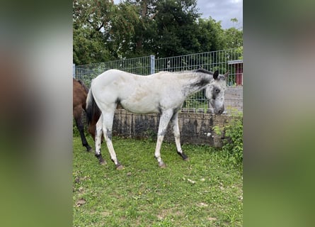 Appaloosa, Stallone, 1 Anno, 155 cm, Bianco