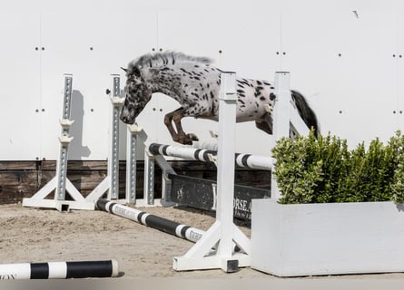 Appaloosa, Stallone, 2 Anni, 103 cm