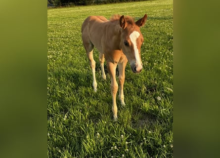 Appaloosa, Stallone, Puledri (06/2025), 160 cm, Roano rosso