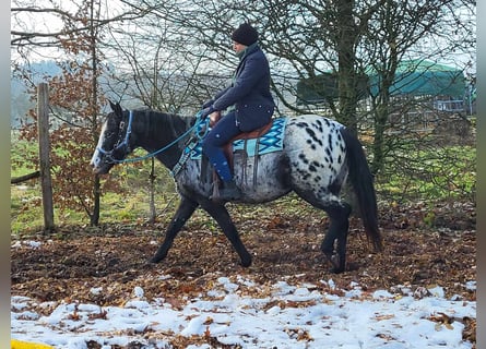 Appaloosa Blandning, Sto, 4 år, 151 cm, Leopard-Piebald