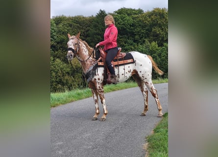 Appaloosa, Sto, 5 år, 157 cm, Leopard-Piebald
