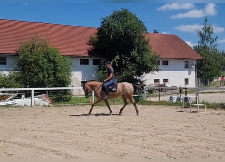 Appaloosa Mix, Stute, 10 Jahre, 155 cm