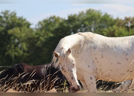 Appaloosa, Stute, 12 Jahre