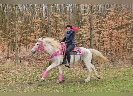 Appaloosa, Stute, 14 Jahre, 148 cm, Schecke