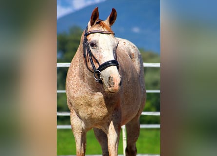 Appaloosa, Stute, 15 Jahre, 147 cm, Tigerschecke