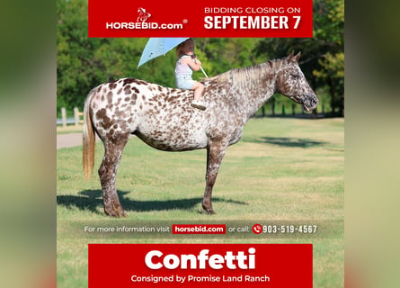 Appaloosa, Stute, 15 Jahre