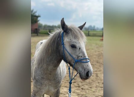 Appaloosa, Stute, 1 Jahr, 165 cm