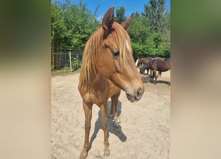 Appaloosa, Stute, 2 Jahre, 152 cm, Fuchs
