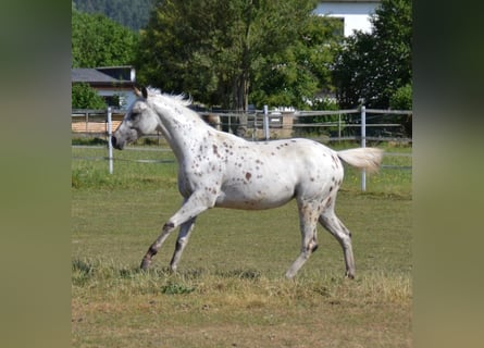 Appaloosa, Stute, 2 Jahre, 154 cm