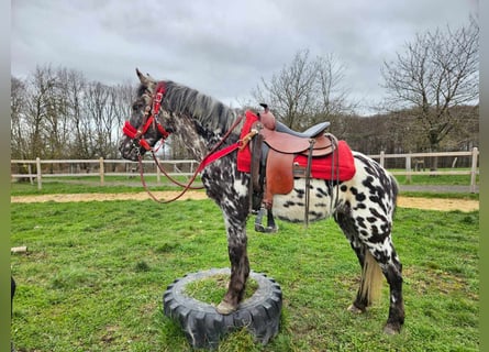 Appaloosa, Stute, 3 Jahre, 136 cm, Tigerschecke
