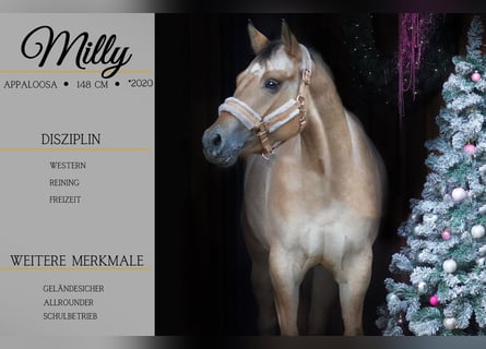 Appaloosa, Stute, 3 Jahre, 148 cm, Tigerschecke