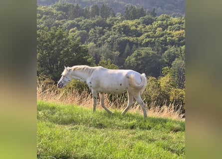 Appaloosa, Stute, 3 Jahre, 149 cm, Tigerschecke