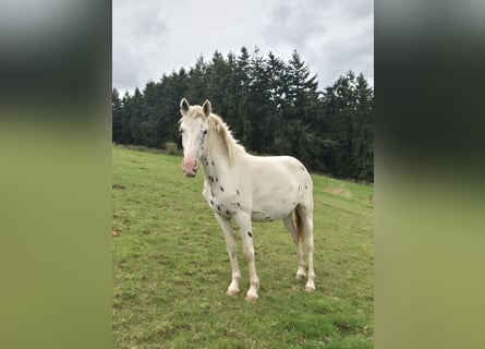 Appaloosa, Stute, 3 Jahre, 150 cm, Tigerschecke