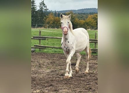 Appaloosa, Stute, 3 Jahre, 150 cm, Tigerschecke