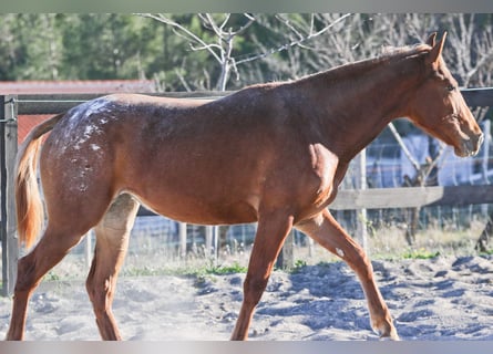 Appaloosa Mix, Stute, 3 Jahre, 160 cm, Fuchs