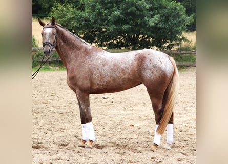 Appaloosa, Stute, 3 Jahre, 162 cm, Red Dun