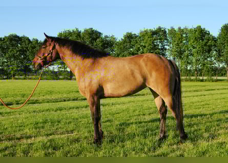 Appaloosa Mix, Stute, 3 Jahre, 163 cm, Grullo