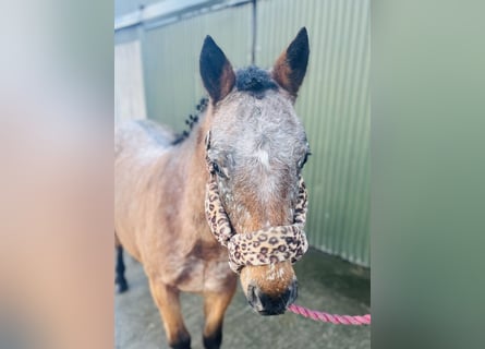Appaloosa, Stute, 4 Jahre, 128 cm, Roan-Red