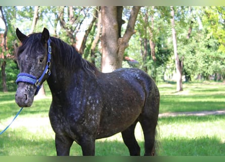 Appaloosa Mix, Stute, 4 Jahre, 138 cm, Rotbrauner