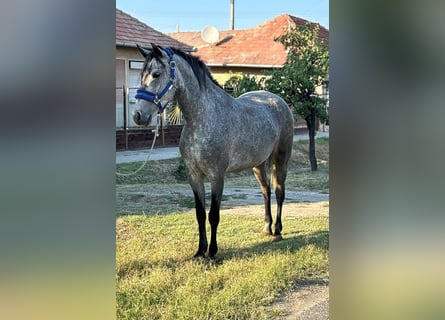 Appaloosa, Stute, 4 Jahre, 145 cm, Roan-Blue