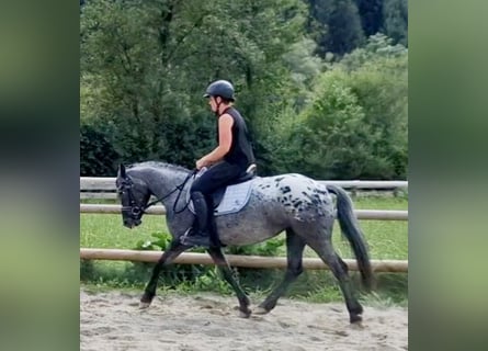 Appaloosa, Stute, 4 Jahre, 146 cm, Tigerschecke