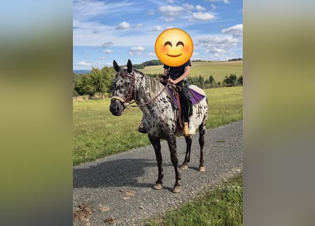 Appaloosa, Stute, 4 Jahre, 150 cm, Tigerschecke