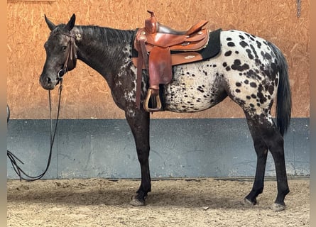 Appaloosa Mix, Stute, 4 Jahre, 156 cm, Rappe