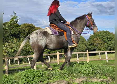 Appaloosa Mix, Stute, 4 Jahre, 156 cm, Tigerschecke