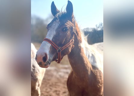 Appaloosa Mix, Stute, 4 Jahre, 158 cm, Schecke