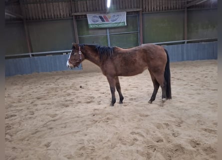 Appaloosa, Stute, 4 Jahre, 160 cm, Brauner
